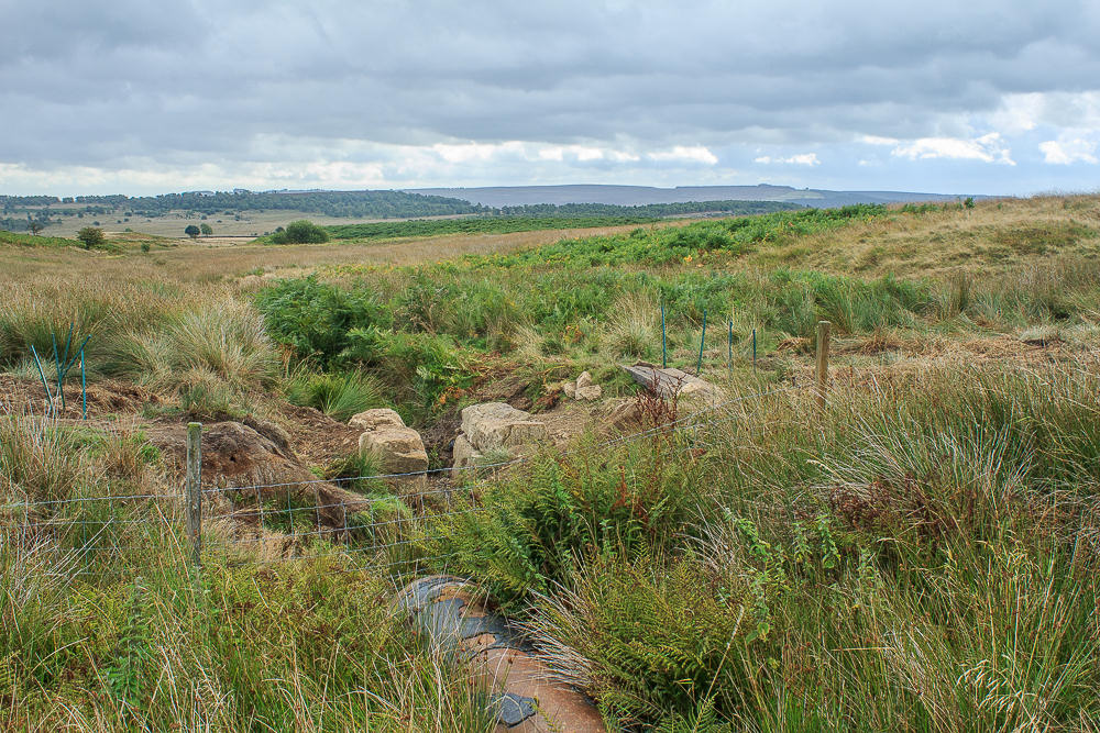 Sandyford Brook Sandyford Brook